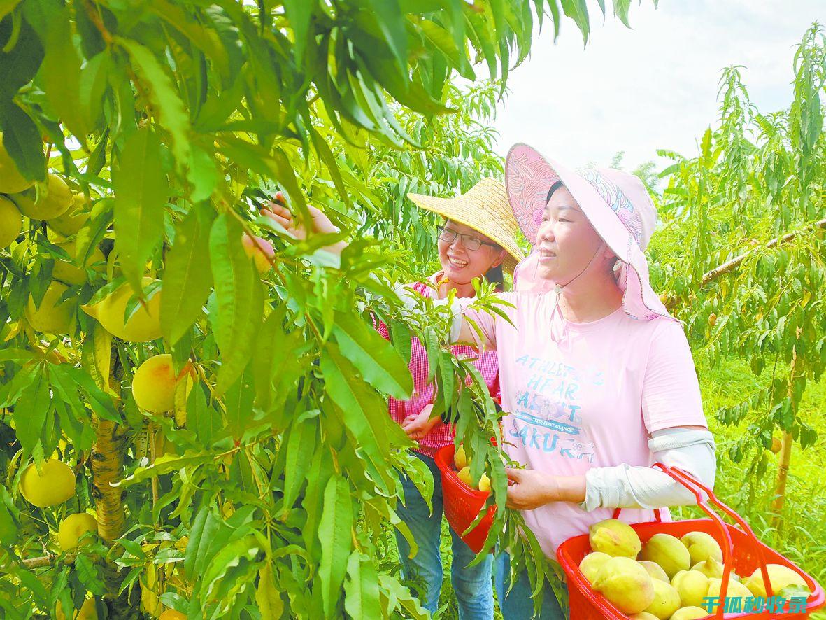 当季水果采摘