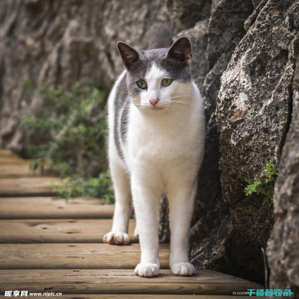 猫咪应激反应与环境变化：如何帮助它们适应新环境 (猫咪应激反应的表现)