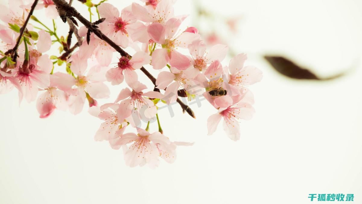 春季花卉施肥时机与病虫害防治的结合 (春季花卉施肥最佳时间)