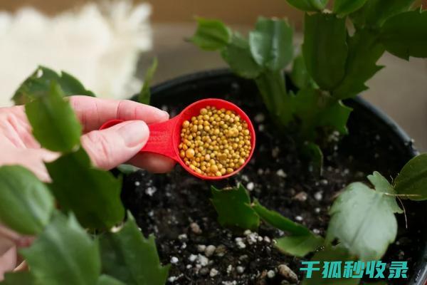 花卉施肥时机与不同肥料的溶解速率 (花卉施肥时机有哪些)