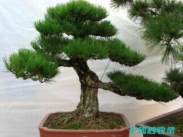 植物病虫害防治：如何通过合理的轮作制度降低病虫害风险 (植物病虫害防治考试题及答案)