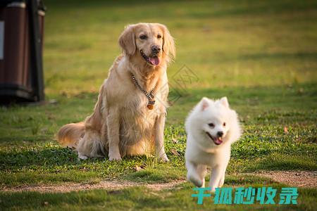 确保您的爱宠健康无忧