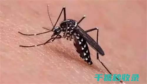 蚊虫叮咬后的止痒方法，这些你必须掌握 (蚊虫叮咬后的图片)