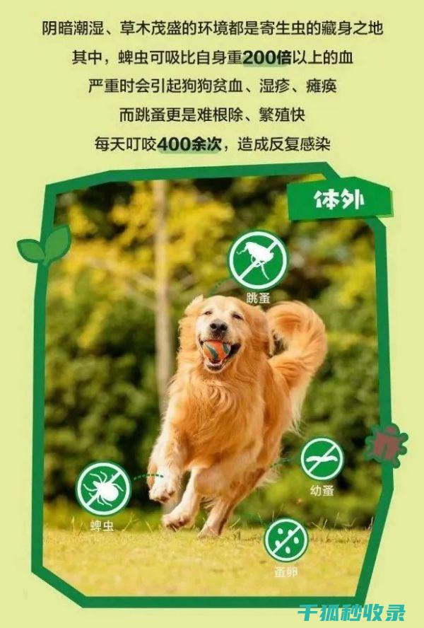 驱虫好帮手 | 蜡烛在驱赶蚊虫方面的秘密技巧 (驱虫用什么比较好)